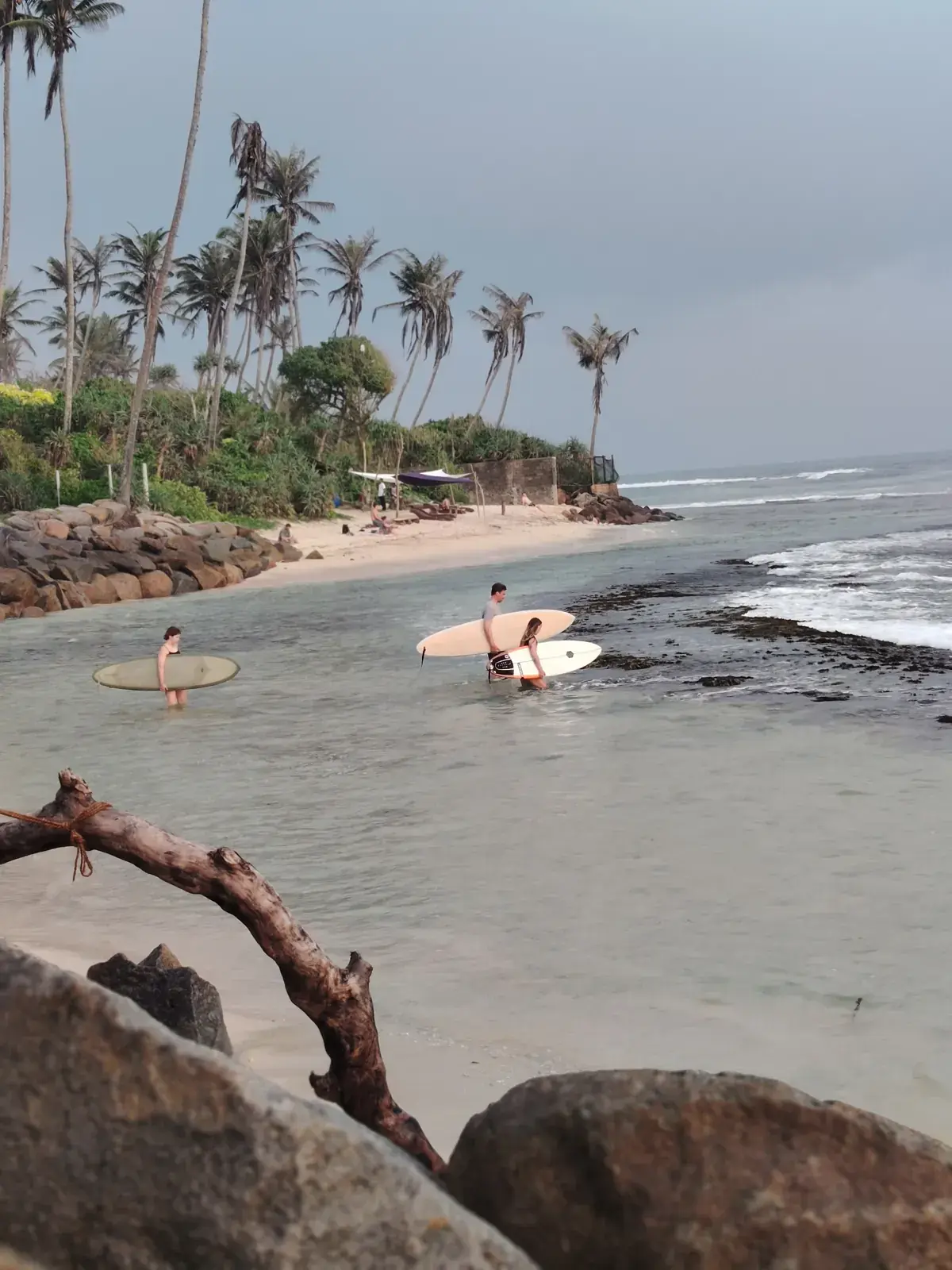 Surfers with boards in a shallow lagoon below palm trees