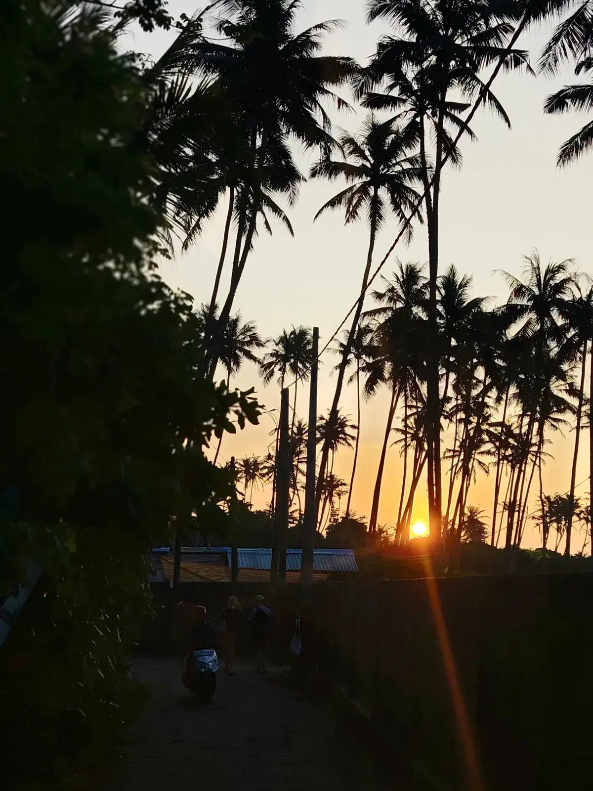 Sun setting behind silhouetted palm trees