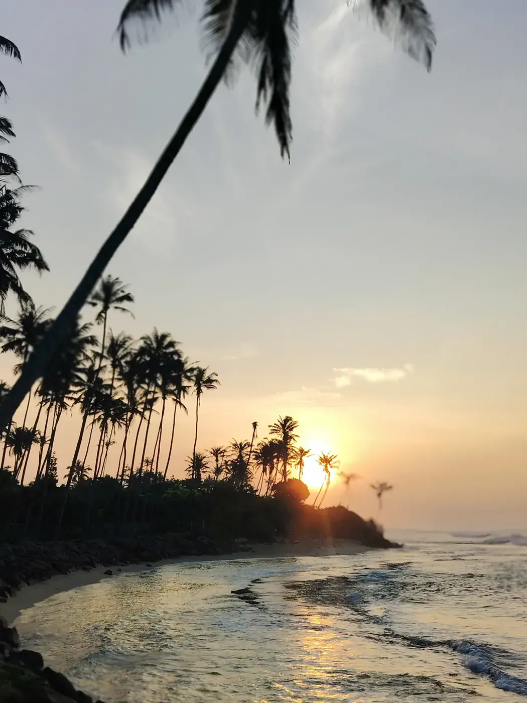 Sunset through the palms